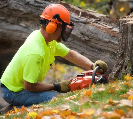 tree services McDermott